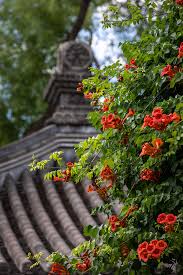 Pyrostegia venusta very commonly known as flame vine or orange trumpet vine is one of it's best kind for growing as hedge or. Chinese Trumpet Vine Showy But Not Delicate Warmth Lover Cgtn