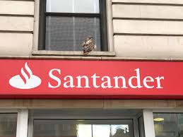 However, there are a couple of reasons you. West Side Rag Little Hawk Perched On A Bank Awning Is Literally Stopping Traffic On Broadway