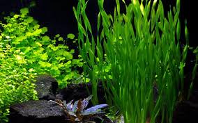 Image result for Vallisneria