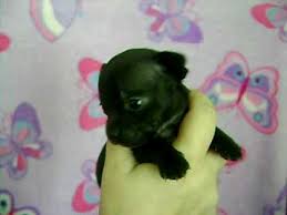 Mostly because once they grow up, these dogs are stubborn and harder to. Little Angel Tiny All Black Chihuahua Rare Youtube