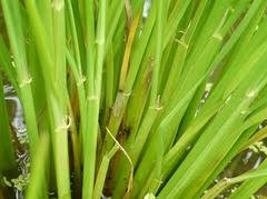 イネ紋枯病の効率的な防除体系 注目の農業技術 みんなの農業広場 モバイル版
