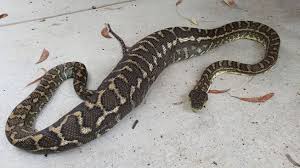 Anaconda besar dan tebal berwarna putih salju dalam mimpi menandakan perspektif kehidupan yang harus digunakan dengan kebijaksanaan. Viral Ular Piton Telan Kucing Peliharaan