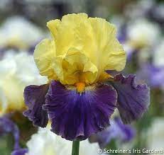 Island Hop 2018 New Schreiner Family Hybrids Bearded Iris Iris Garden Iris Flowers