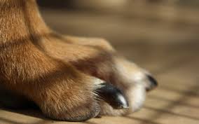 If you accidentally cut the quick, his nail hurts and bleeds. First Aid For Broken Nails In Dogs Vca Animal Hospital