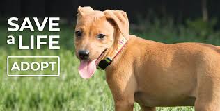 Your female pet will live a longer, healthier life. Welcome