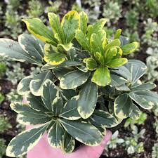 Image result for Pittosporum tobira