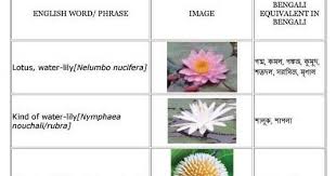 Part Of Speech Tenses Voice Change Sentences Narration Articles Language Psc Jsc Ssc Hsc Daisy Flower Meaning Flowers Name In English Flower Meanings