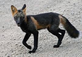 Black And Orange Fox Breed Cross Fox Photo By Adventuregirl10591 Photobucket Melanistic Animals Animals Animals Wild