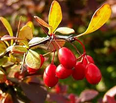 Image result for Berberis thunbergii