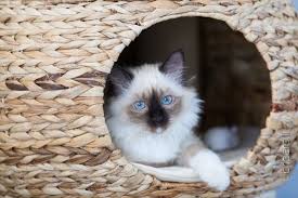 Velo Fa1000fusa Seal Point Birman 3 Months Old Animals Beautiful Pretty Cats Birman Cat
