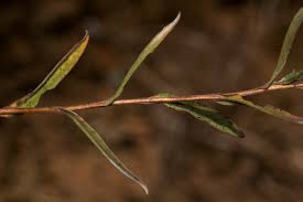 Image result for Helichrysum brassii