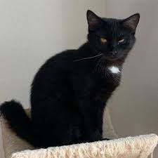 Minikatz Paulinas Blick Sagt Mehr Als Tausend Worte Komm Mit Der Transportbox Um Die Ecke Und Ich Tote Dich Aber Dann Lasst Cats Cats And Kittens Kittens