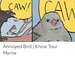 Caw Annoyed Bird Know Your Meme Meme On Me Me