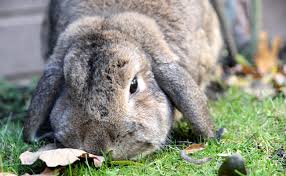 Le Lapin Belier Lapin Aux Grandes Oreilles Et Poil Soyeux Soins Alimentation