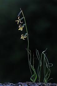 Image result for Dipcadi marlothii