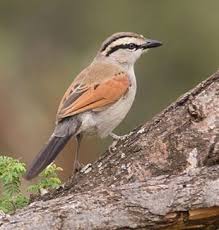 Brown Small Birds Of South Africa Brown Crowned Tchagra Tchagra Australis Buroshapochnaya Chagra South African Birds Beautiful Birds Birds