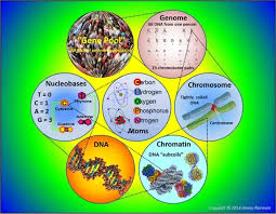 Looking for online definition of z chromosome in the medical dictionary? What Is The Main Function Of Chromosomes In An Animal Cell Quora