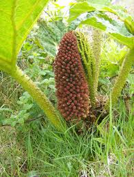 Image result for Gunnera