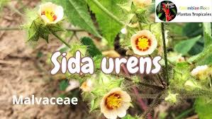 Image result for Sida urens