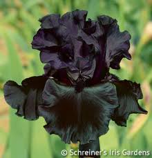 Image result for black bearded iris
