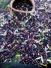 Elladastinkardiamou Olive Harvest Mint Plants Olive Tree
