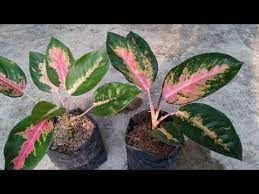How To Propagate Aglaonema Using Natural Rooting Hormone Youtube Plant Cuttings Plants Rooting Hormone