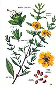 Image result for Heimia salicifolia