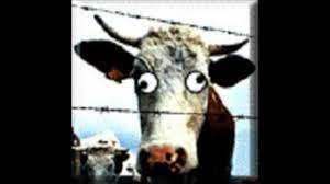 How To Identify Mad Cow Disease Youtube