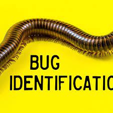 Check spelling or type a new query. Bug Identification Guide To Common Insects With Photos Owlcation