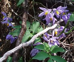 Image result for Solanum seaforthianum