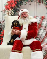 austin stefan 🌭 (@austinthedoxie) • Instagram photos and videos