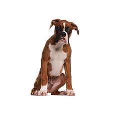 Check spelling or type a new query. Boxer Puppies Petland Frisco Tx