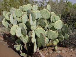 Learn to grow prickly pear cactus. Proper Cultivation Of Prickly Pear Cactus In The Apartment
