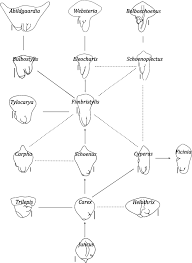 Image result for Brachythrix glomerata