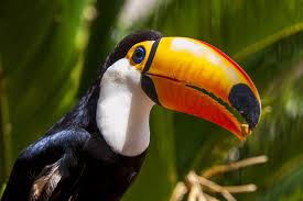 Бразилия яке аз кишвари америка аст. Brasilien Tipps Der Kostenlose Guide Fur Eure Reise Urlaubstracker De