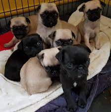 See more ideas about pug puppies, puppies, black pug. Pug Puppies For Sale Charlotte Nc 301520 Petzlover