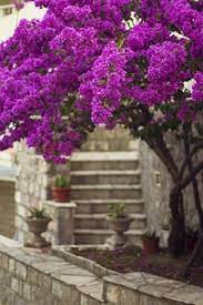 Where i live in southern california, it�s hot and dry. Vibrant Bougainvillea Colors To Brighten Up Your Dormant Arena Gardenerdy