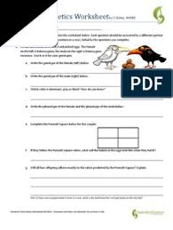This worksheet will take about 20 minutes for most students, i usually give it to them after a short lecture on solving genetics problems. Mendelian Genetics Worksheet Genotype Dominance Genetics