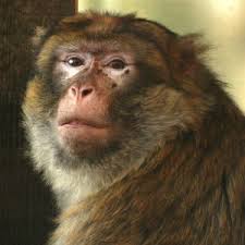 Image result for monkey