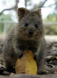 Pin By Rhonda Pearson On Giggles And Cute Happy Animals Animals Of The World Smiling Animals