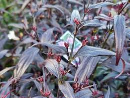 Image result for Strobilanthes anisophylla