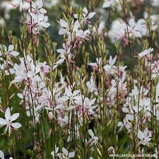 Prachtkerze Whirling Butterflies In 2020 Kirschlorbeer Pflanzen Bodendeckerrosen Garten Schluter
