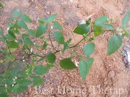 Pin On Foraging For Food And Medicine