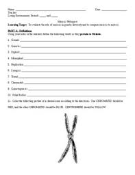 Mitosis and meiosis webquest objective : Mitosis And Meiosis Webquest Worksheets Teachers Pay Teachers