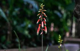 Image result for Crepidorhopalon droseroides