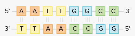 Adhd coaching is a relatively new field that has become more prominent in recent years. Dna Complementary Base Pairing Hd Png Download Kindpng