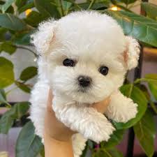 The latest ones are on nov 16, 2020 8 new micro teacup puppies for sale near me results have been found in the last 90 days, which means that every 12, a new. Teacup Maltese Puppies For Sale Near Me Uk Puppies For Sale Near Me Facebook