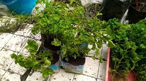 Biasanya, bayam ini dimasak dengan cara dikukus atau direbus. Cara Menanam Bayam Brazil Melalui Keratan Batang Plant Brazil Spinach Through Stem Cutting Youtube