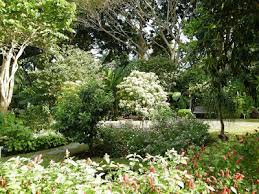 Image result for Tarenna leonardii