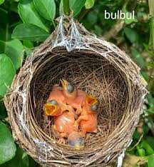 Our products are below listed. Best 100 Bulbul Nest Photo Images Bulbul Bird Nest Bird Nest Photography Birds Nest Image Birds And Their Nests Artificial Birds